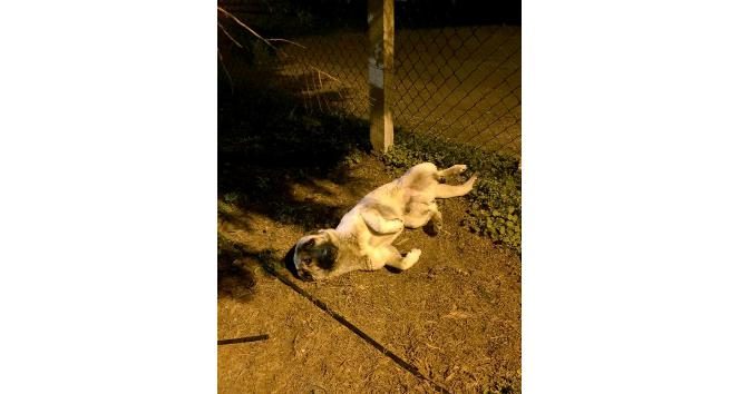 Araba çarpan köpeğin yardımına veterinerlik ekipleri koştu