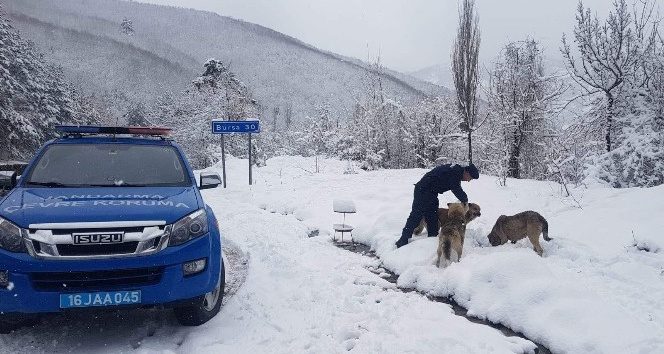 Mehmetçik karda aç kalan hayvanları unutmadı