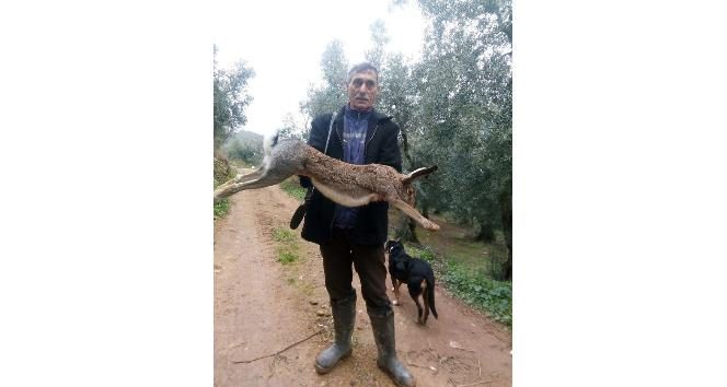 Kanguru gibi tavşan