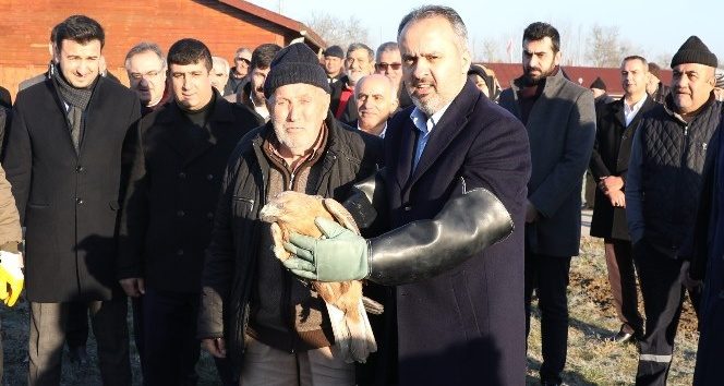 Yaralı şahin özgürlüğüne uçtu