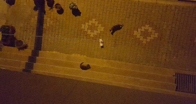 Sokak kedilerinin oyuncak kediyle imtihanı